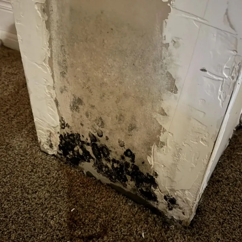 Professional Mold Removal in Menlo Park, CA